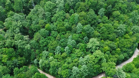 Lot 59 Quiet Mountain Trail