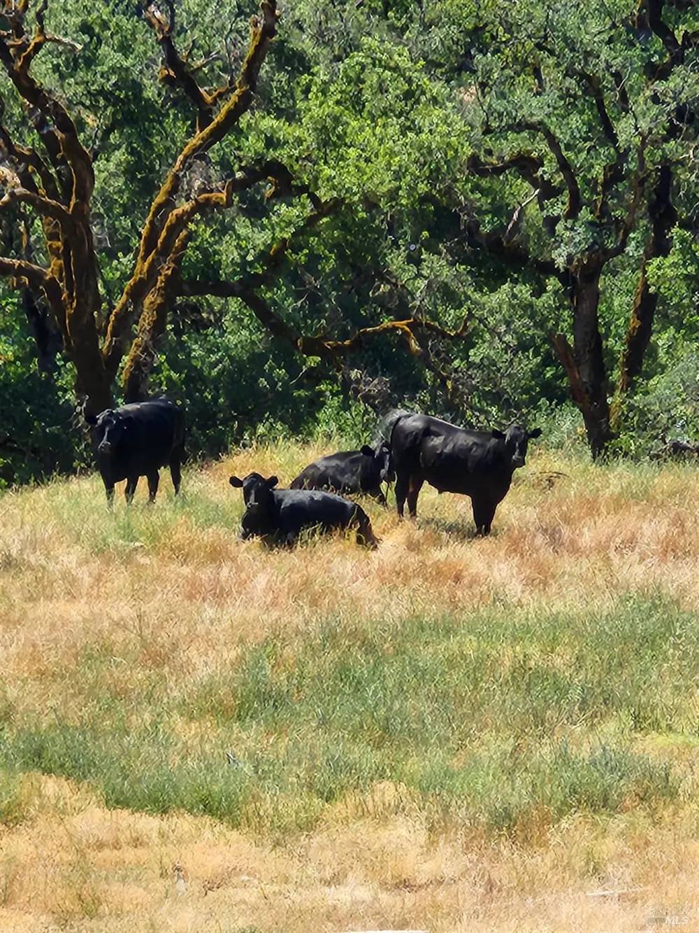 22551 Rifle Range Road Covelo, CA 95428
