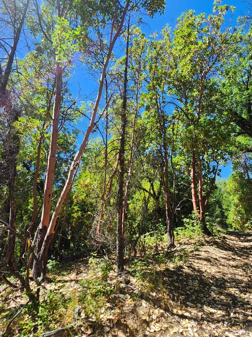22551 Rifle Range Road Covelo, CA 95428