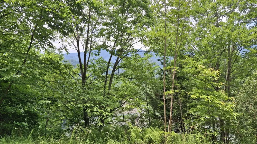 Kako Ridge Sylva, NC 28779