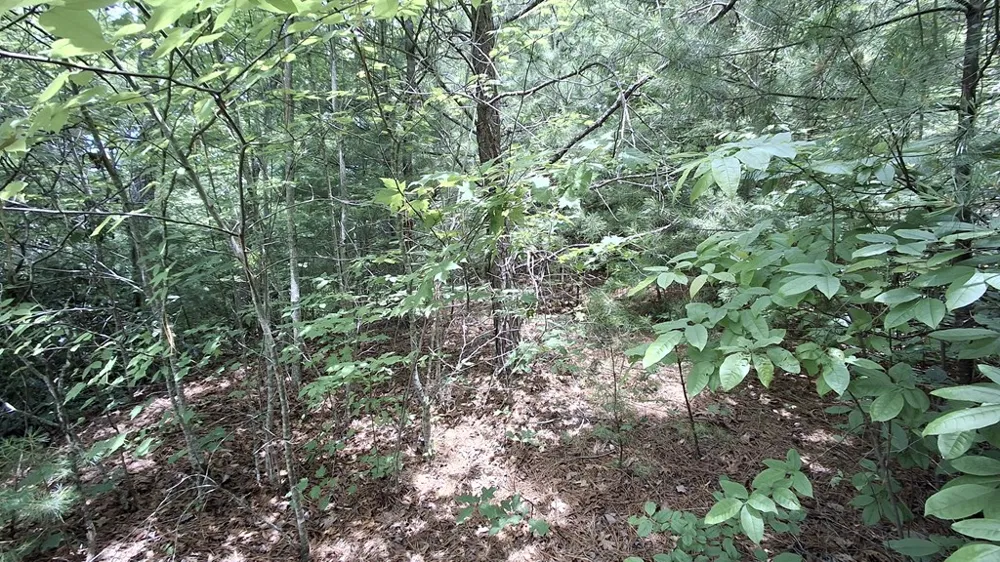 Kako Ridge Sylva, NC 28779
