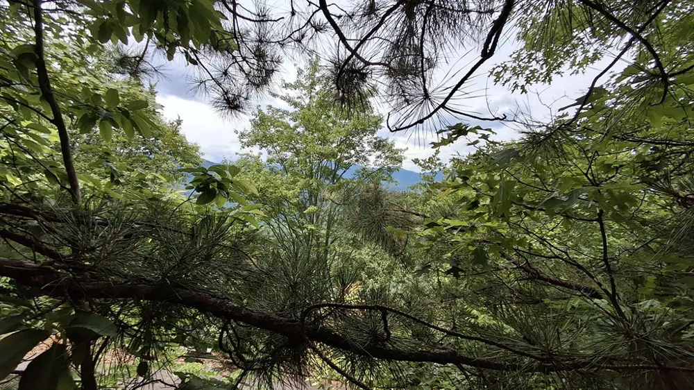 Kako Ridge Sylva, NC 28779