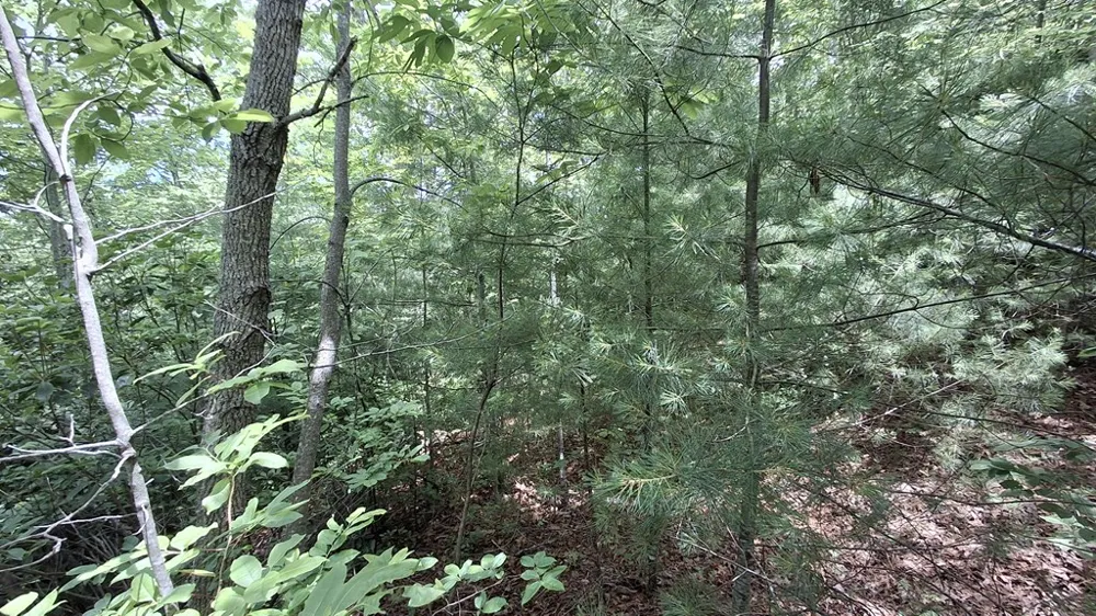 Kako Ridge Sylva, NC 28779