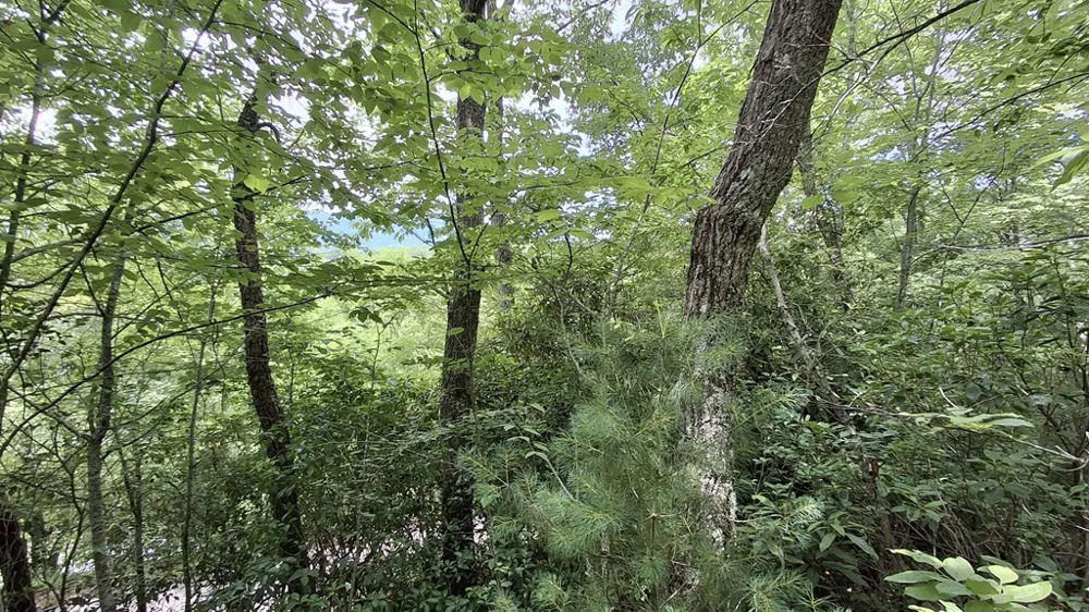 Kako Ridge Sylva, NC 28779