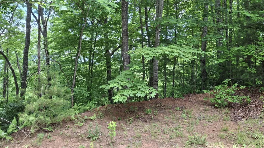 Kako Ridge Sylva, NC 28779