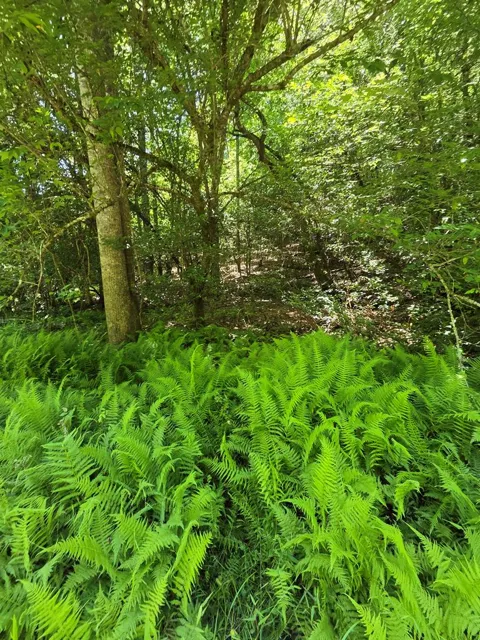 LOT 1 MATLOCK HILLS