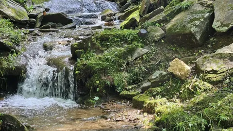 Pigeon Creek Trail