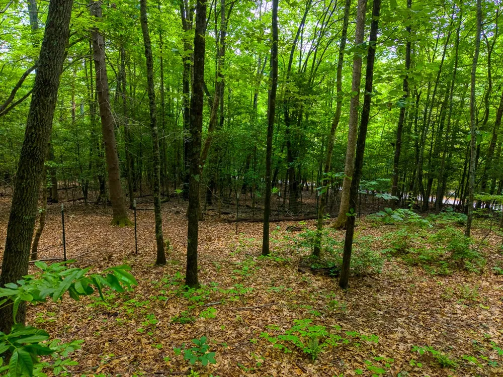 Jonquil Woods Franklin, NC 28734