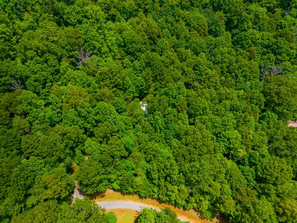 Jonquil Woods Franklin, NC 28734