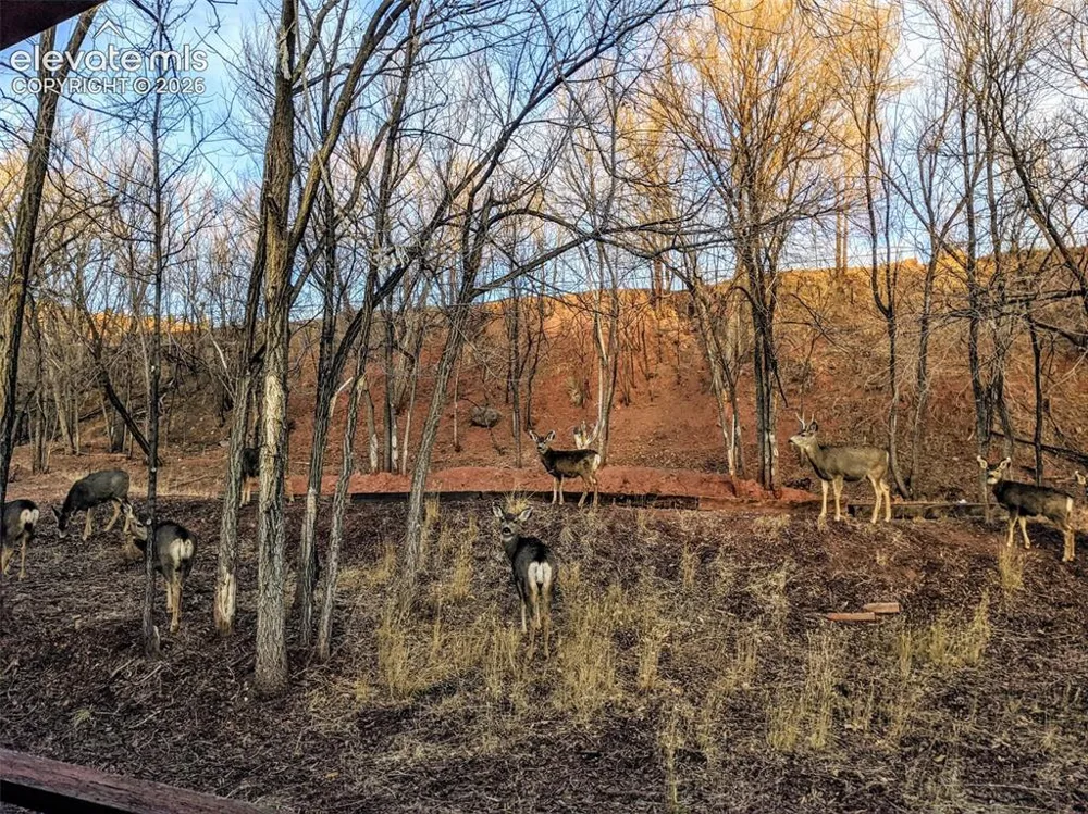 344 Plainview Place Manitou Springs, CO 80829