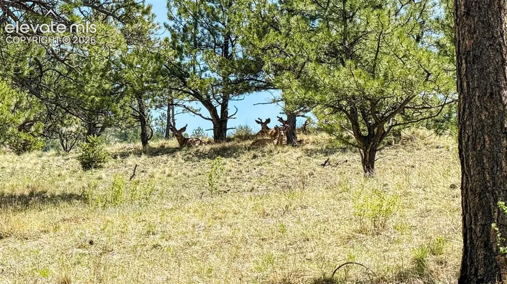 11105 County Road 102 Guffey, CO 80820