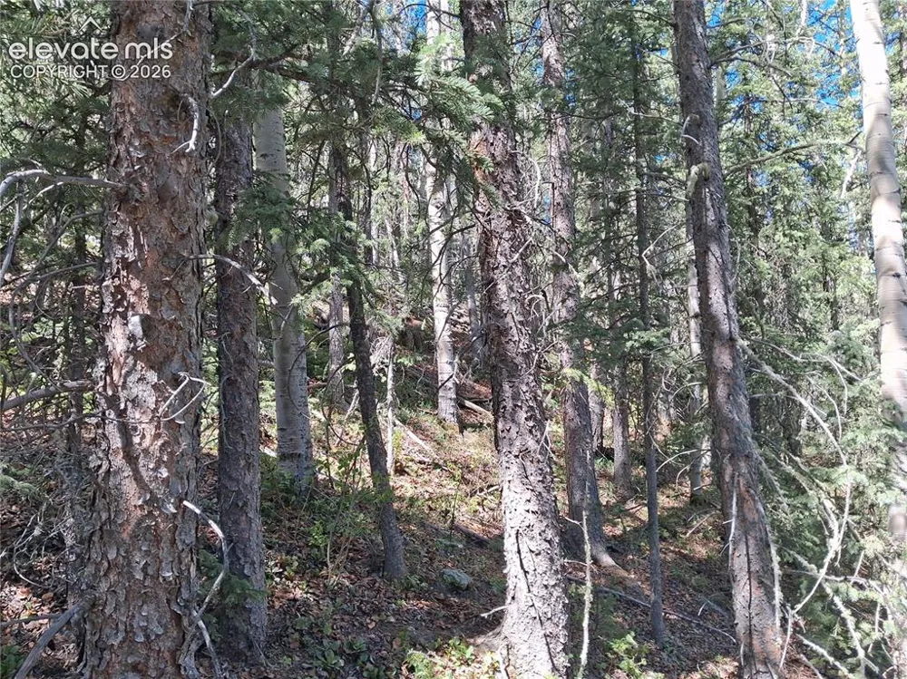 2462 Anges Drive Cripple Creek, CO 80813