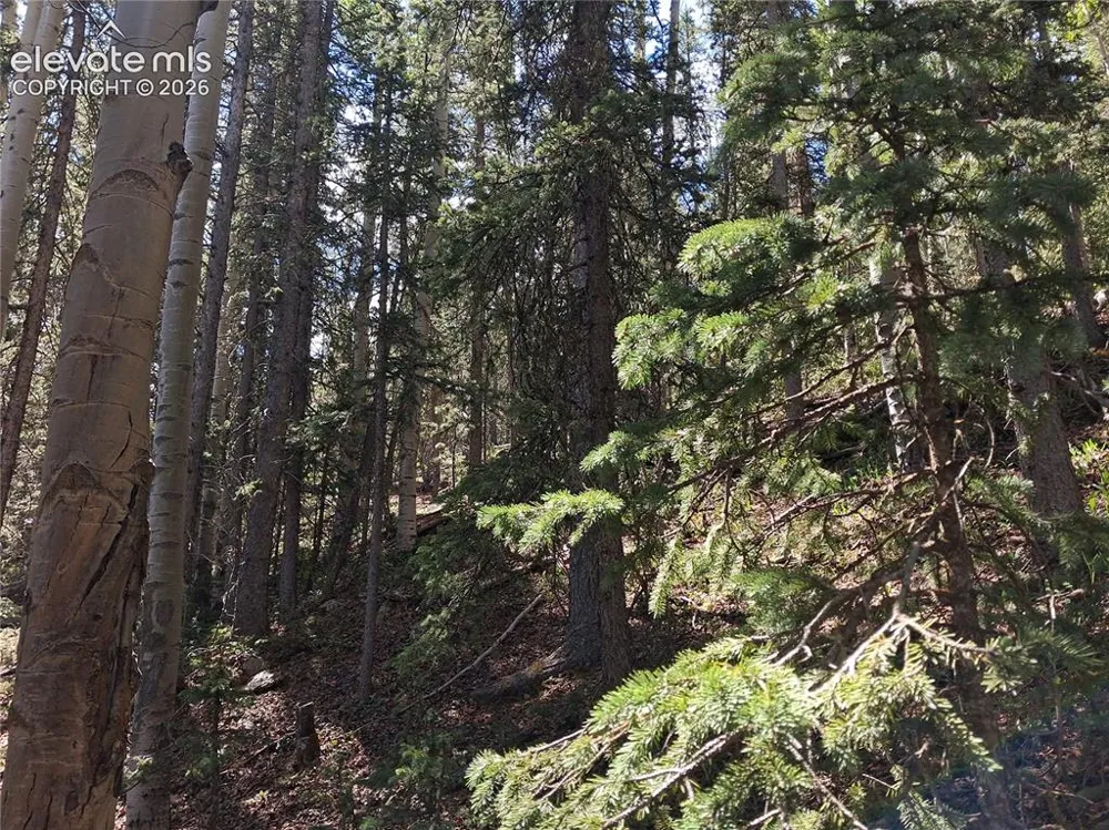 2462 Anges Drive Cripple Creek, CO 80813