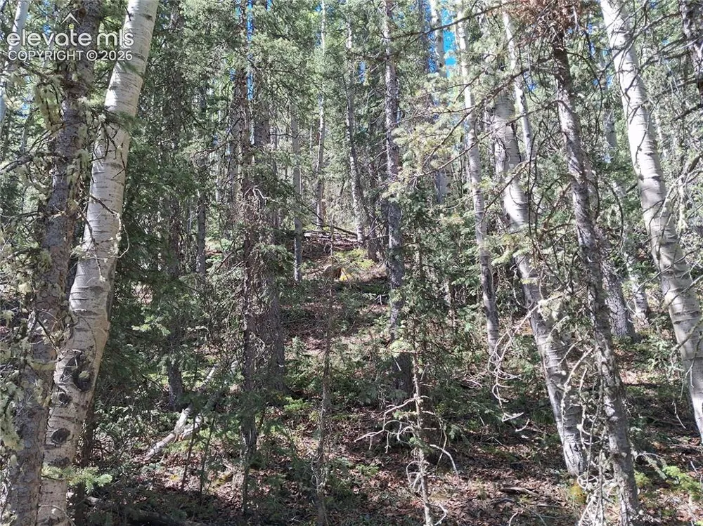 2462 Anges Drive Cripple Creek, CO 80813