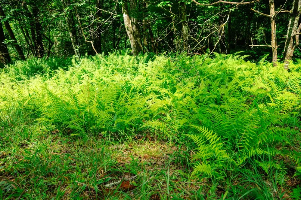 Lot 11 Quail Cove Circle Warne, NC 28909