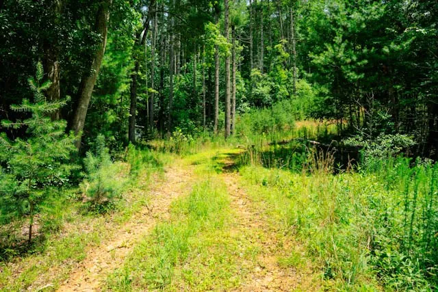 Lot 11 Quail Cove Circle Warne, NC 28909