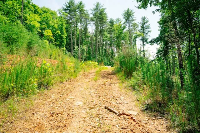 Lot 11 Quail Cove Circle Warne, NC 28909