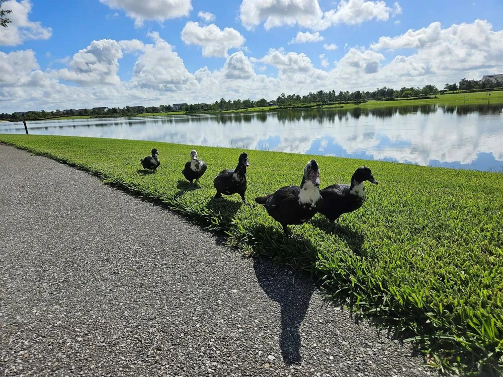 17199 Tawny Owl Trail Loxahatchee, FL 33470