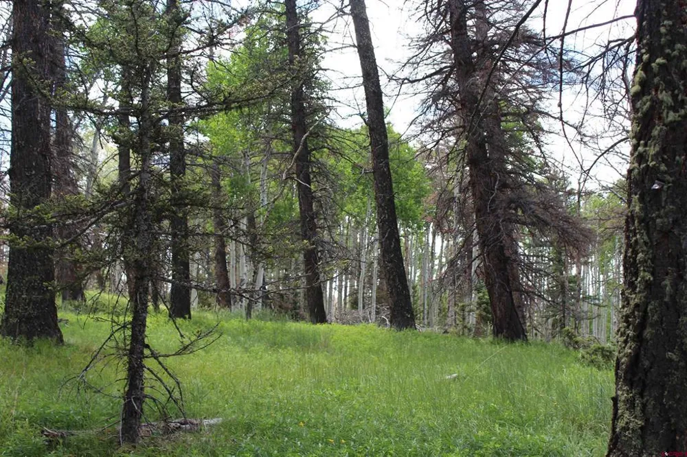 1650 Spruce Road Cimarron, CO 81220