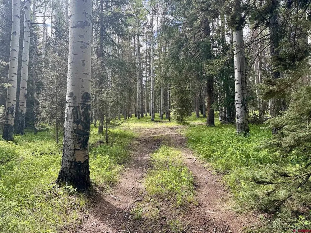 425 Aspen Trail Cimarron, CO 81220