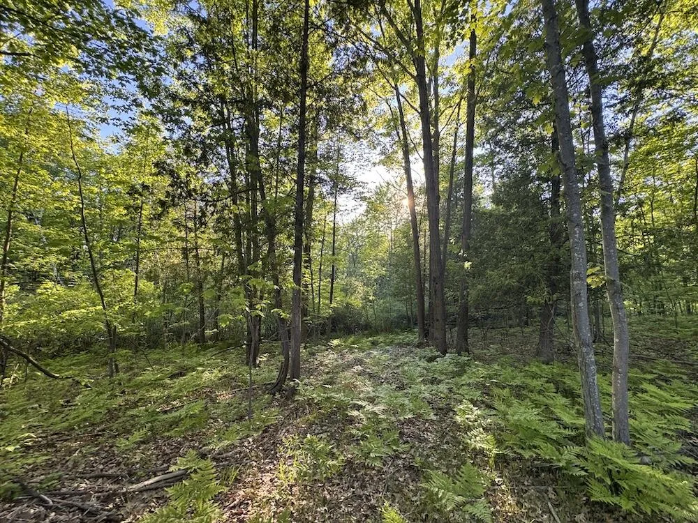 Melcher Road Prescott, MI 48756