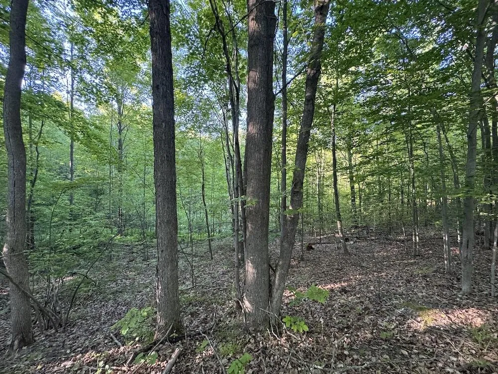 Melcher Road Prescott, MI 48756