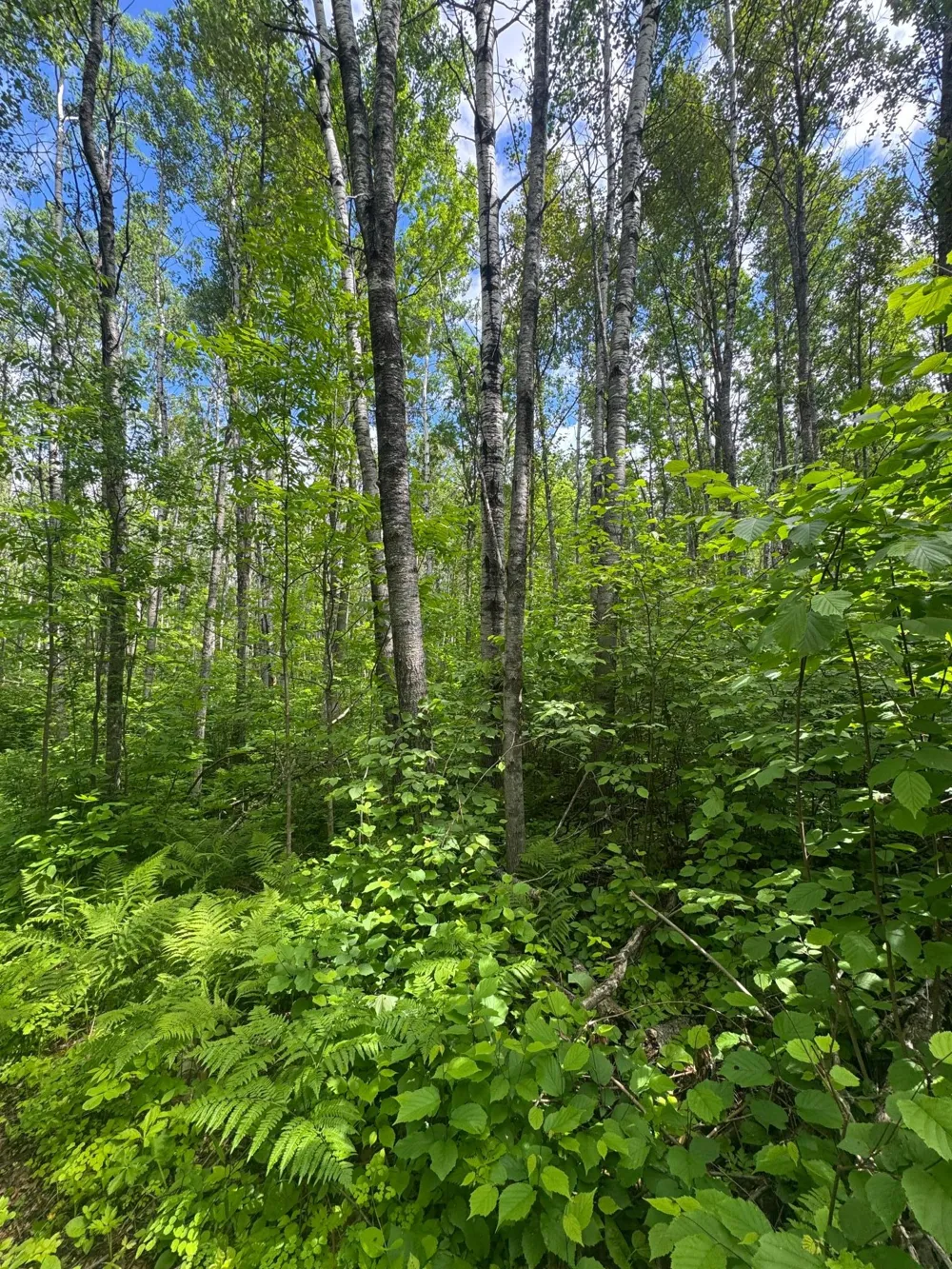 TBD242.25 Lavell Road Meadowlands, MN 55765