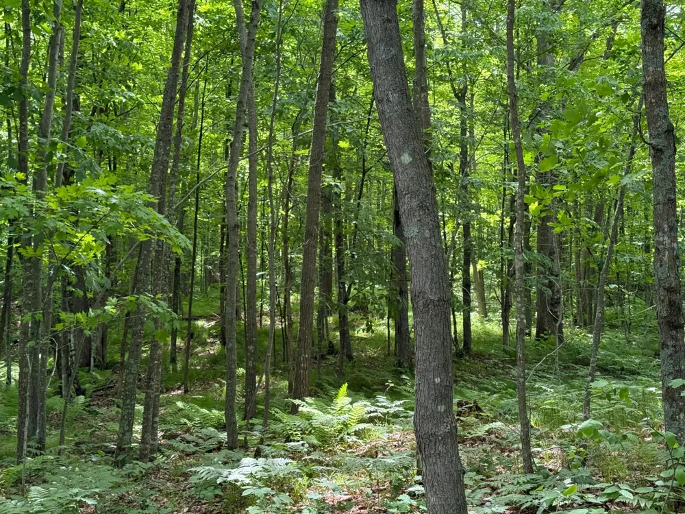 N1785 Lehman Lake Road Shell Lake, WI 54871