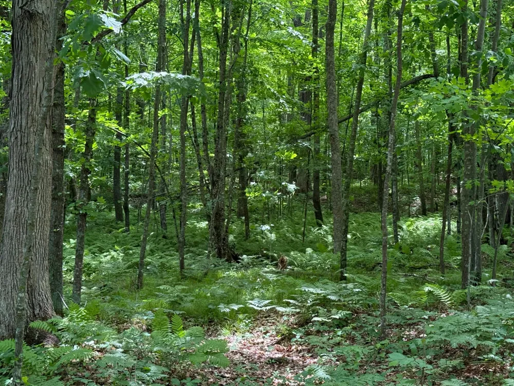 N1785 Lehman Lake Road Shell Lake, WI 54871