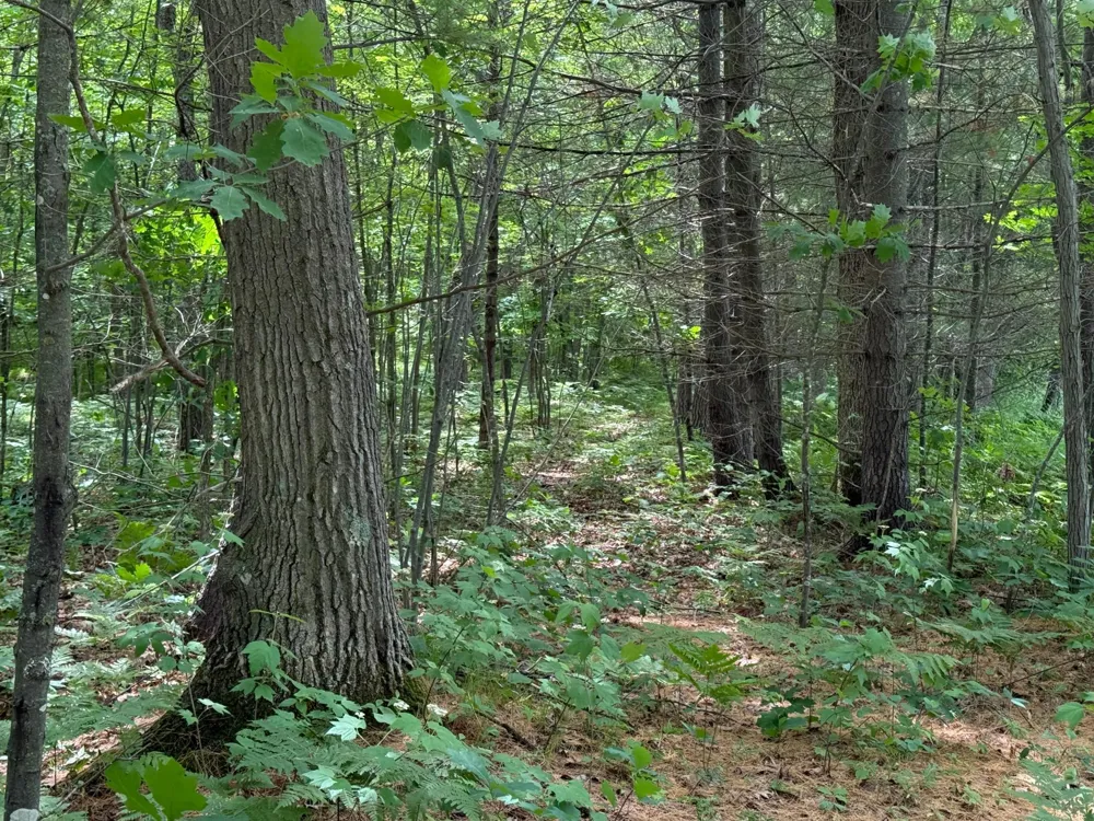 N1785 Lehman Lake Road Shell Lake, WI 54871
