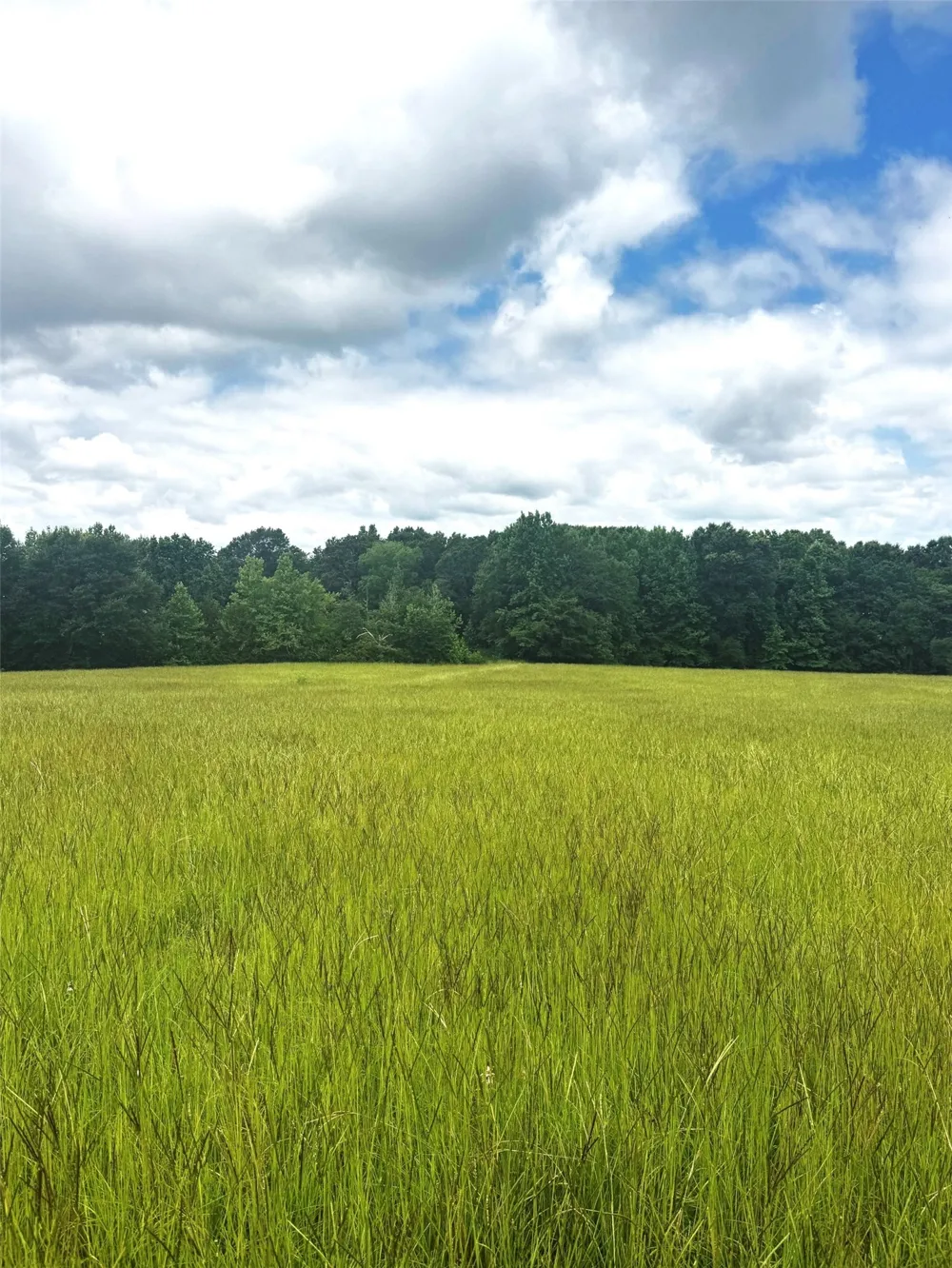 Belles Lane Brownsboro, TX 75756