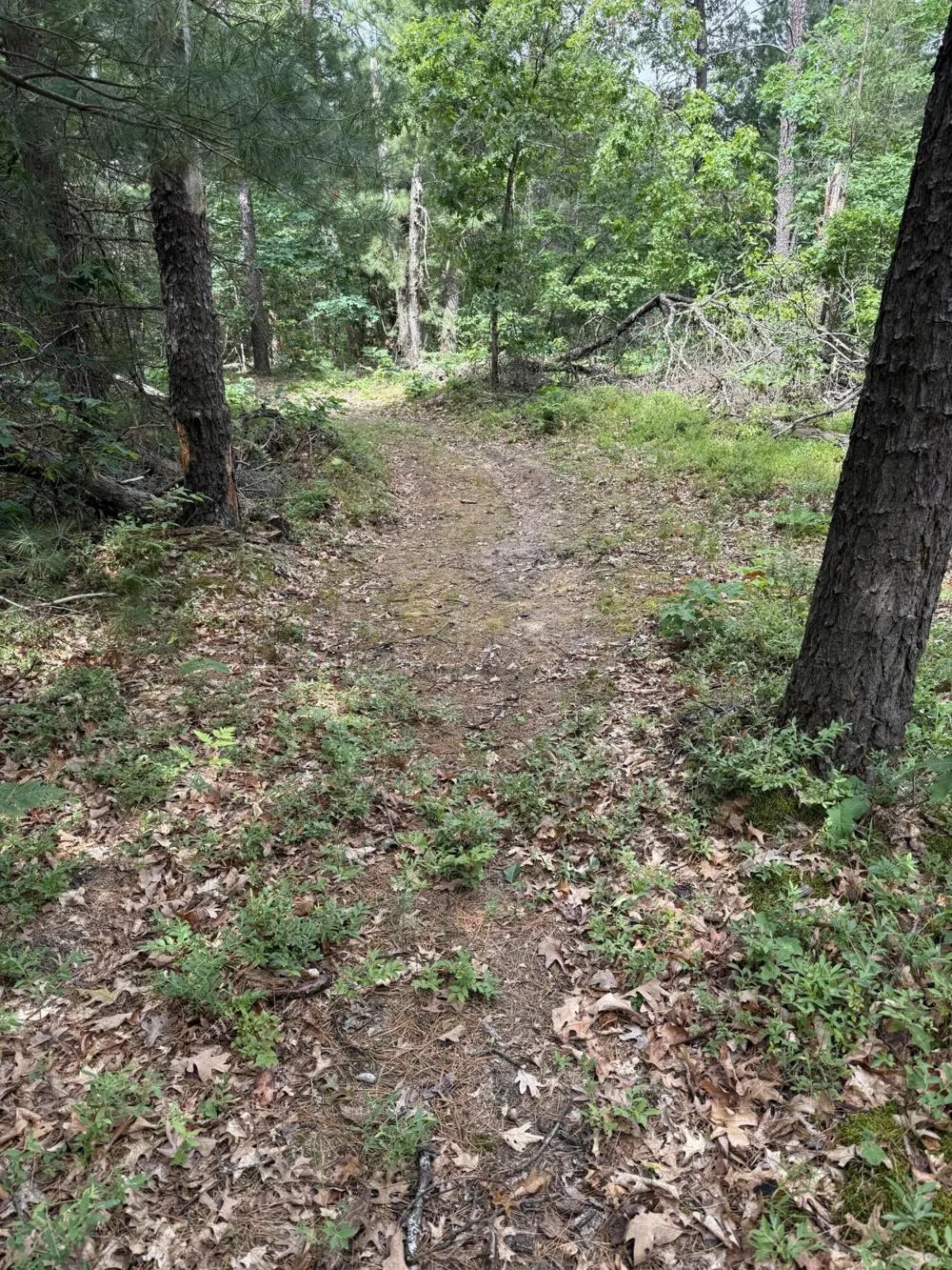 5910 S Shallow Drive Idlewild, MI 49642