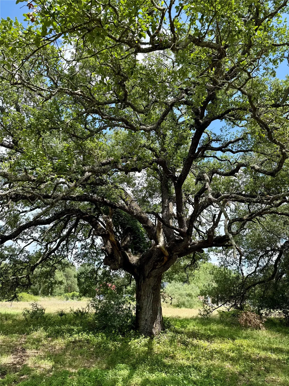 731 Santa Maria Road Salado, TX 76571
