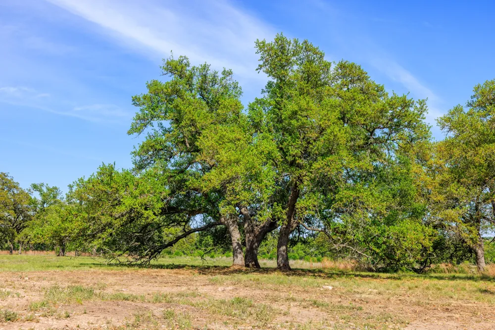 2 Byrd Ranch Road Johnson City, TX 78636
