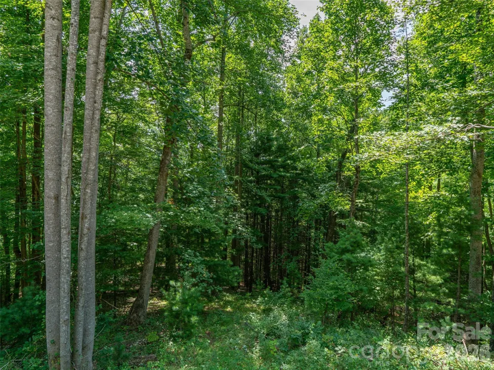 000 Locust Rough Mountain Road #Lot 6 Burnsville, NC 28714