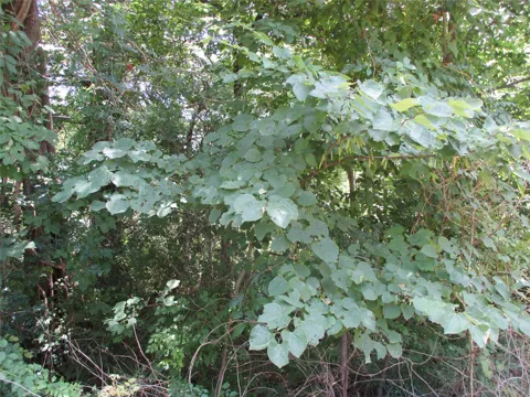 Laura Dr.