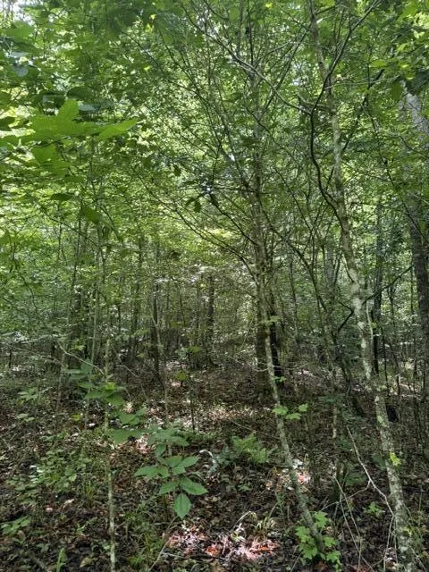 2784 Fiery Gizzard Road South Pittsburg, TN 37380