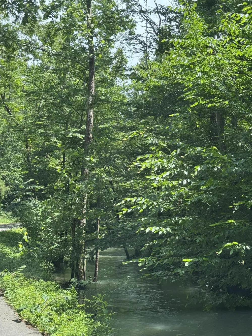 2784 Fiery Gizzard Road South Pittsburg, TN 37380