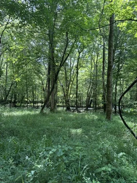 2784 Fiery Gizzard Road South Pittsburg, TN 37380