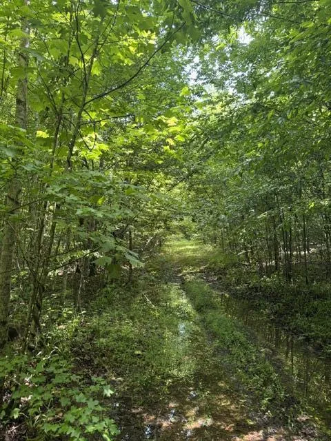 2784 Fiery Gizzard Road South Pittsburg, TN 37380