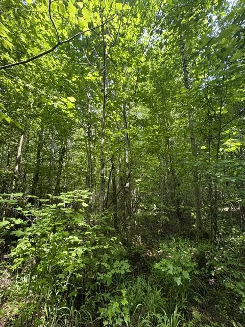 2784 Fiery Gizzard Road South Pittsburg, TN 37380