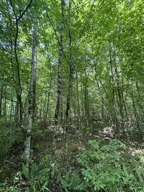 2784 Fiery Gizzard Road South Pittsburg, TN 37380