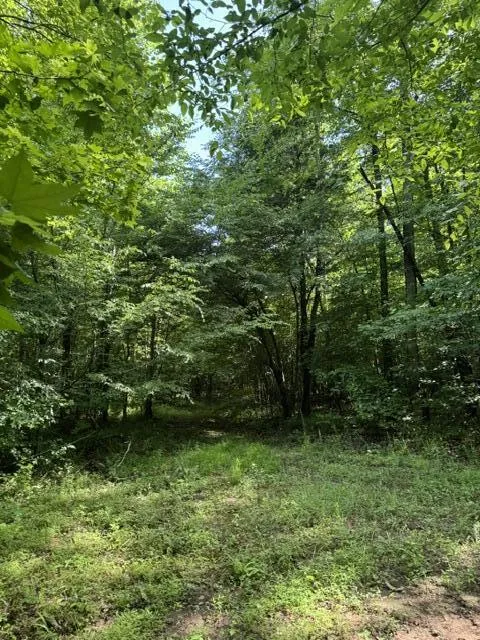 2784 Fiery Gizzard Road South Pittsburg, TN 37380