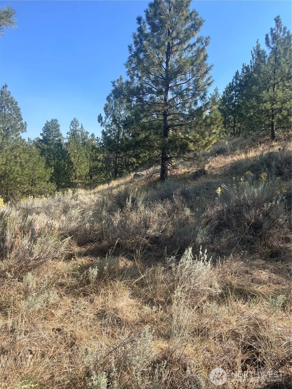 0 TBD Reevas Basin Road Tonasket, WA 98855