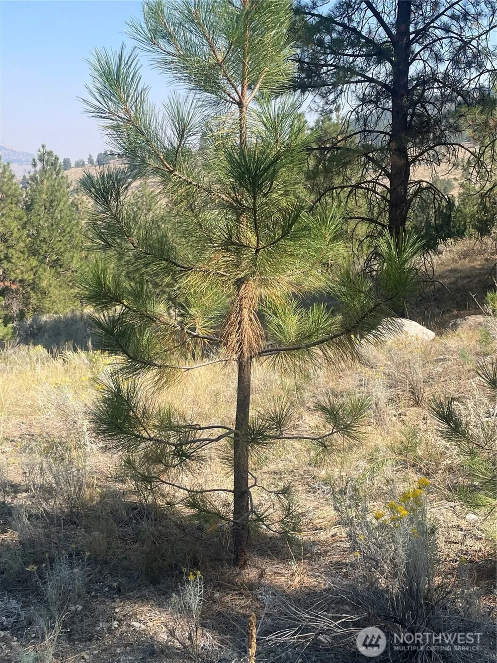 0 TBD Reevas Basin Road Tonasket, WA 98855