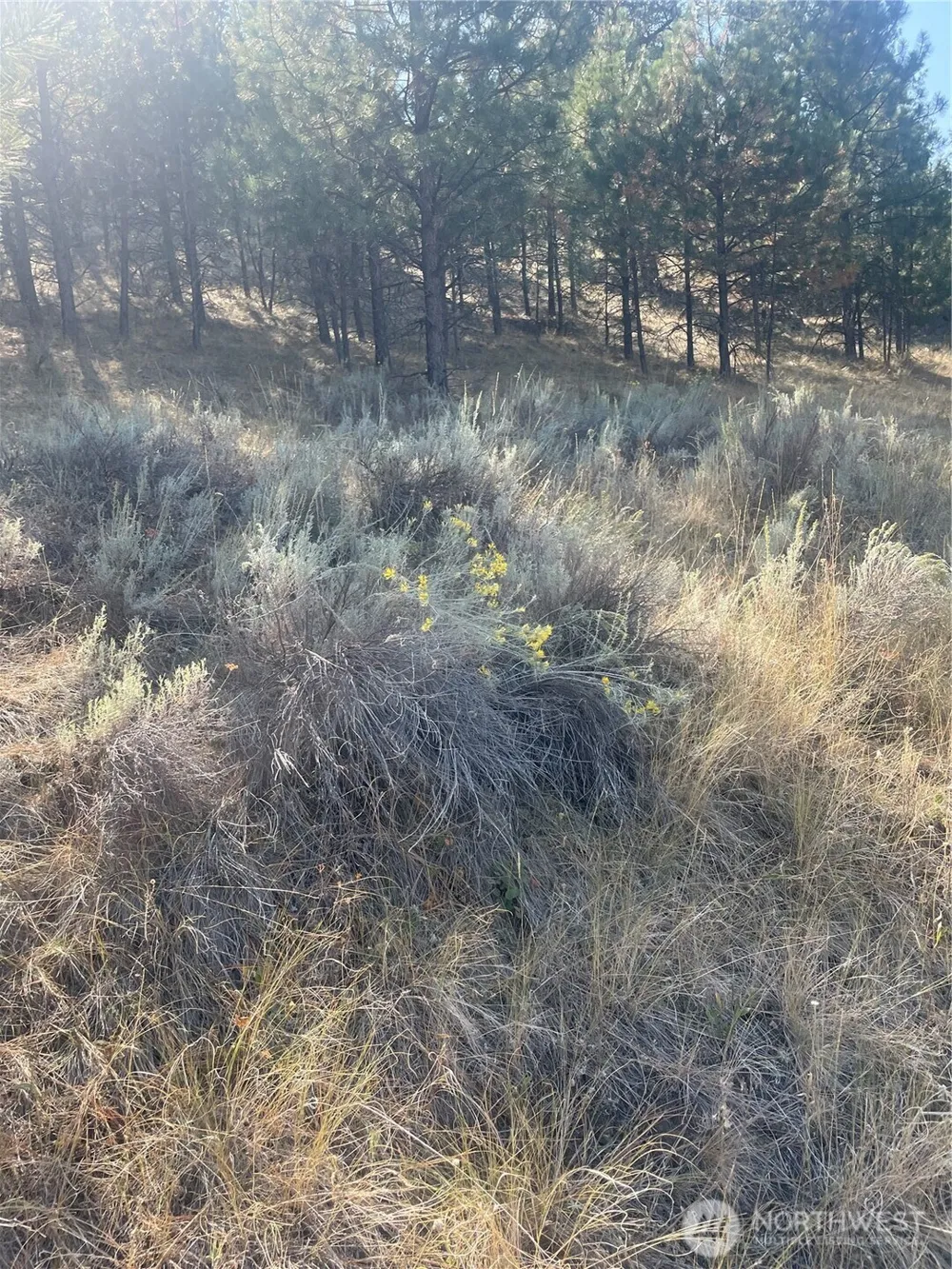 0 TBD Reevas Basin Road Tonasket, WA 98855