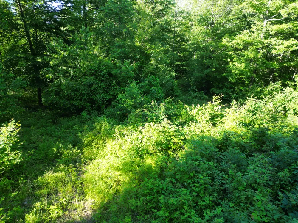 5170 Rocky Top Parcel B Lane Pierson, MI 49339