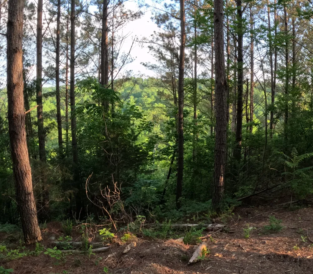 1882 Hillbrook Dr Linden, TN 37096