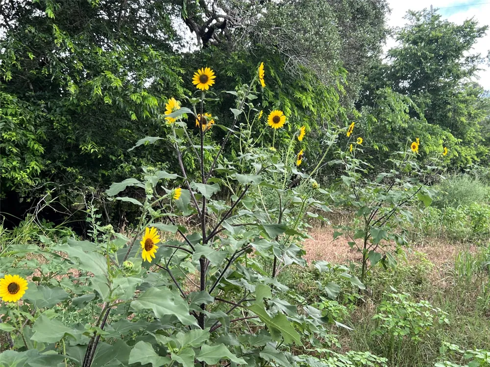 Langdon Road And Fm 1579 Schulenburg, TX 78956