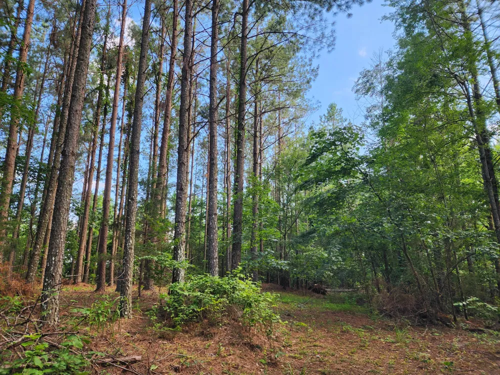 0 Sinking Creek Rd Linden, TN 37096